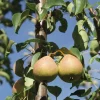 Päärynäpuu