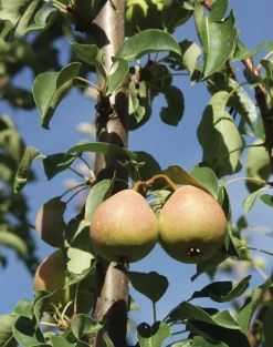 Päärynäpuu