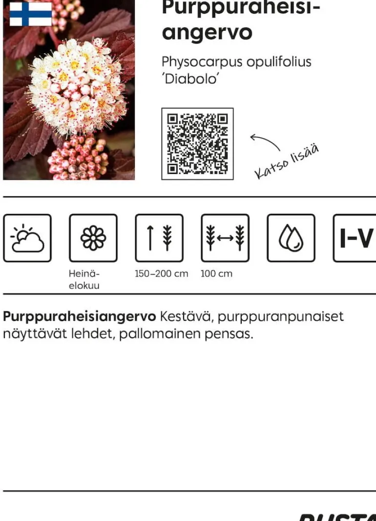 Purppuraheisiangervo