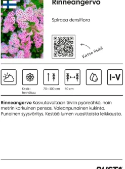 Rinneangervo