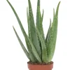 Rohtoaaloe
