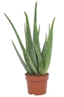 Rohtoaaloe
