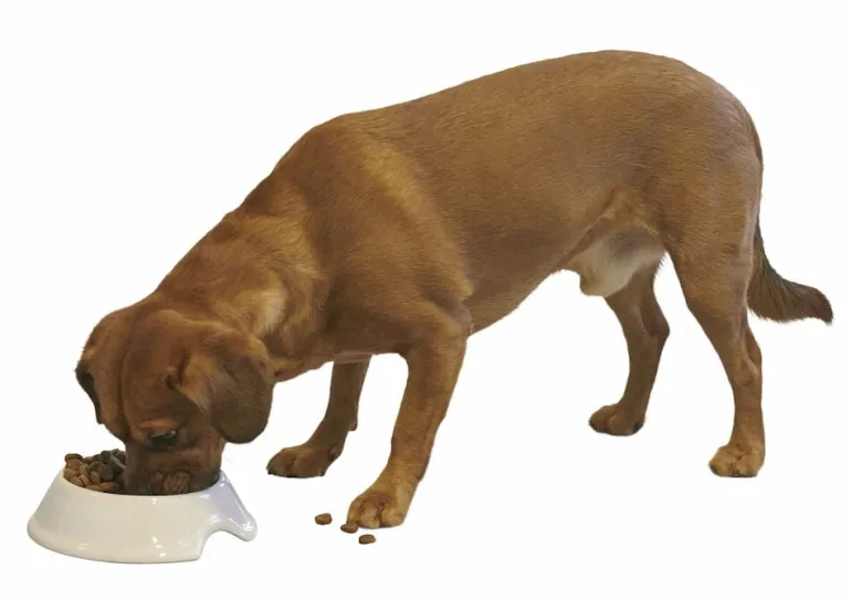 Ruokakulho