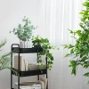 Ruukkukasvi Eukalyptus