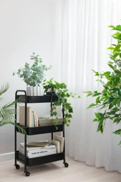 Ruukkukasvi Eukalyptus