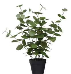Ruukkukasvi Eukalyptus