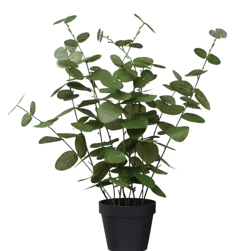 Ruukkukasvi Eukalyptus