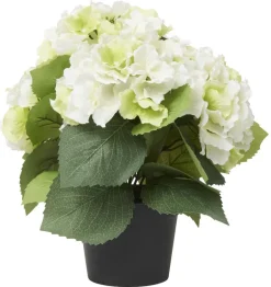Ruukkukasvi Hortensia