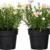 Ruukkukasvi Kesäkukat