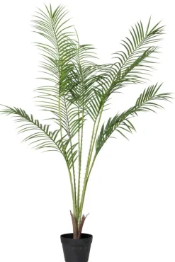 Ruukkukasvi Palmu