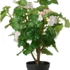 Ruukkukasvi Pelargoni