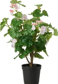Ruukkukasvi Pelargoni