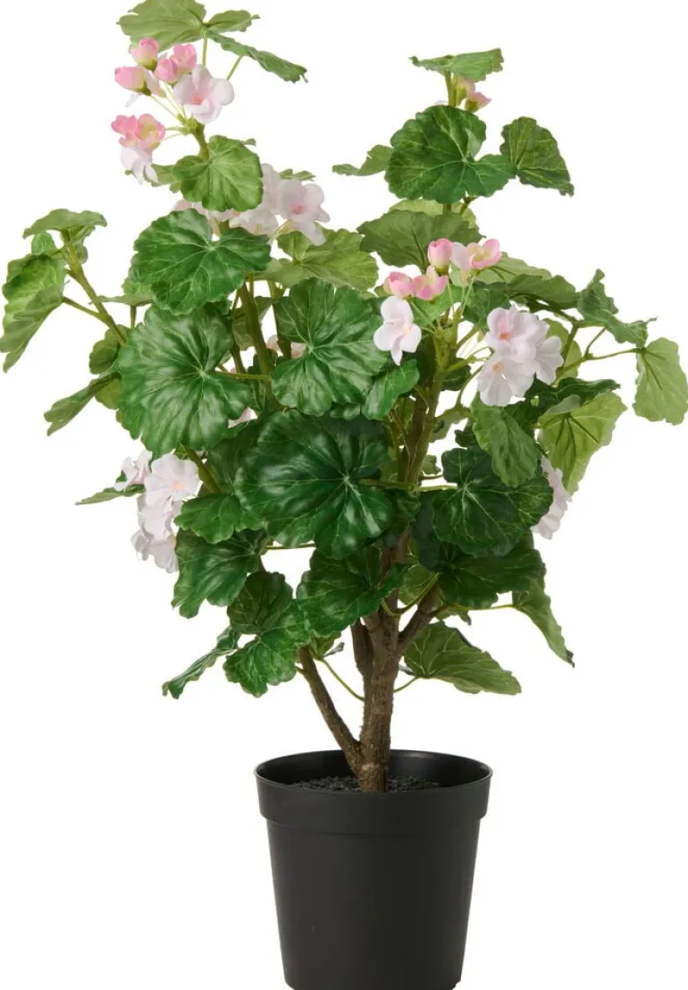 Ruukkukasvi Pelargoni
