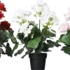 Ruukkukasvi Pelargoni