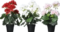 Ruukkukasvi Pelargoni