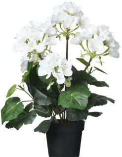 Ruukkukasvi Pelargoni