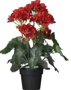 Ruukkukasvi Pelargoni