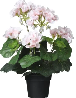 Ruukkukasvi Pelargoni