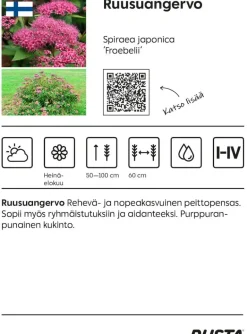 Ruusuangervo