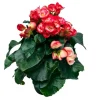 Ruusubegonia