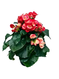 Ruusubegonia