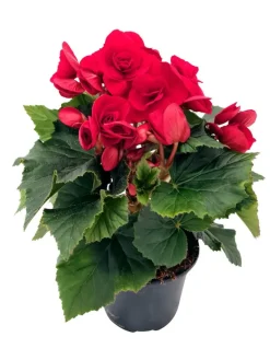 Ruusubegonia