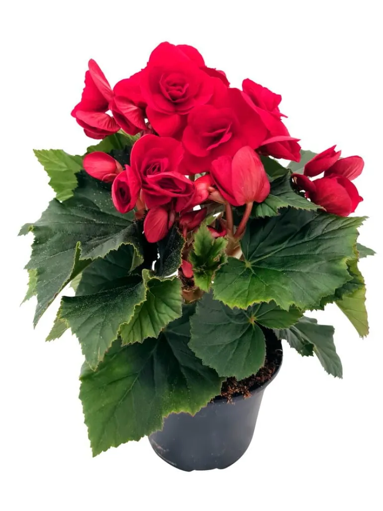 Ruusubegonia