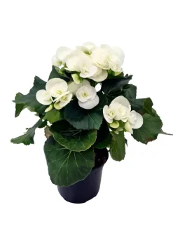 Ruusubegonia