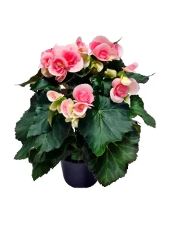 Ruusubegonia