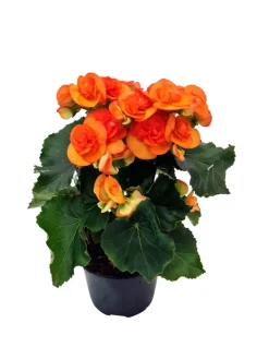 Ruusubegonia