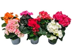 Ruusubegonia