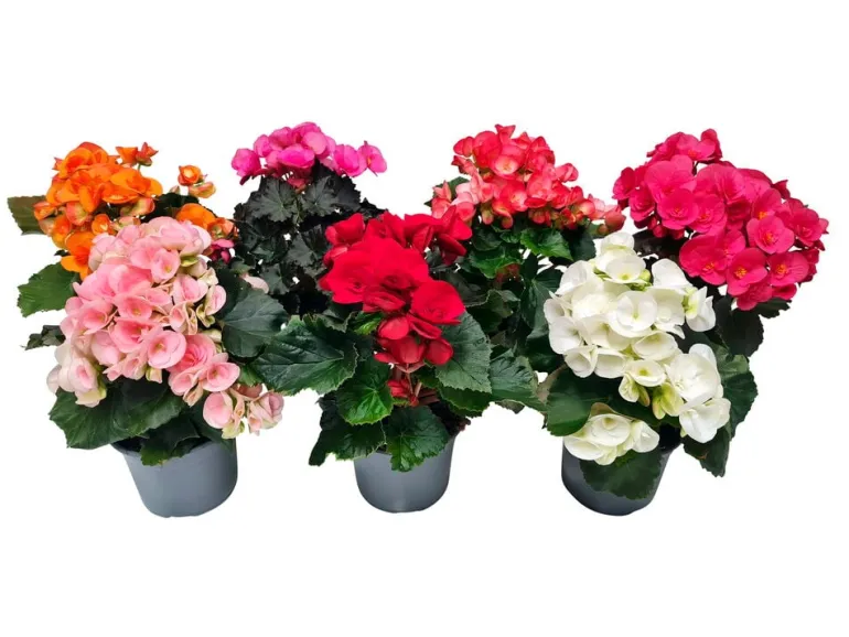 Ruusubegonia