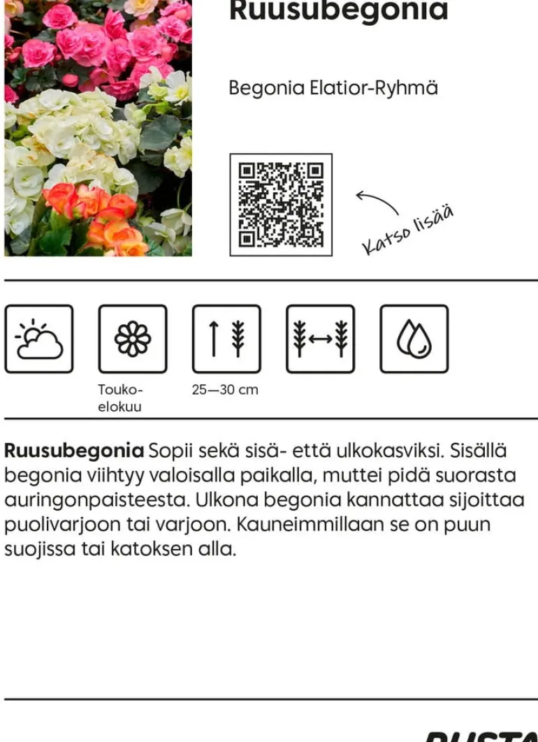 Ruusubegonia