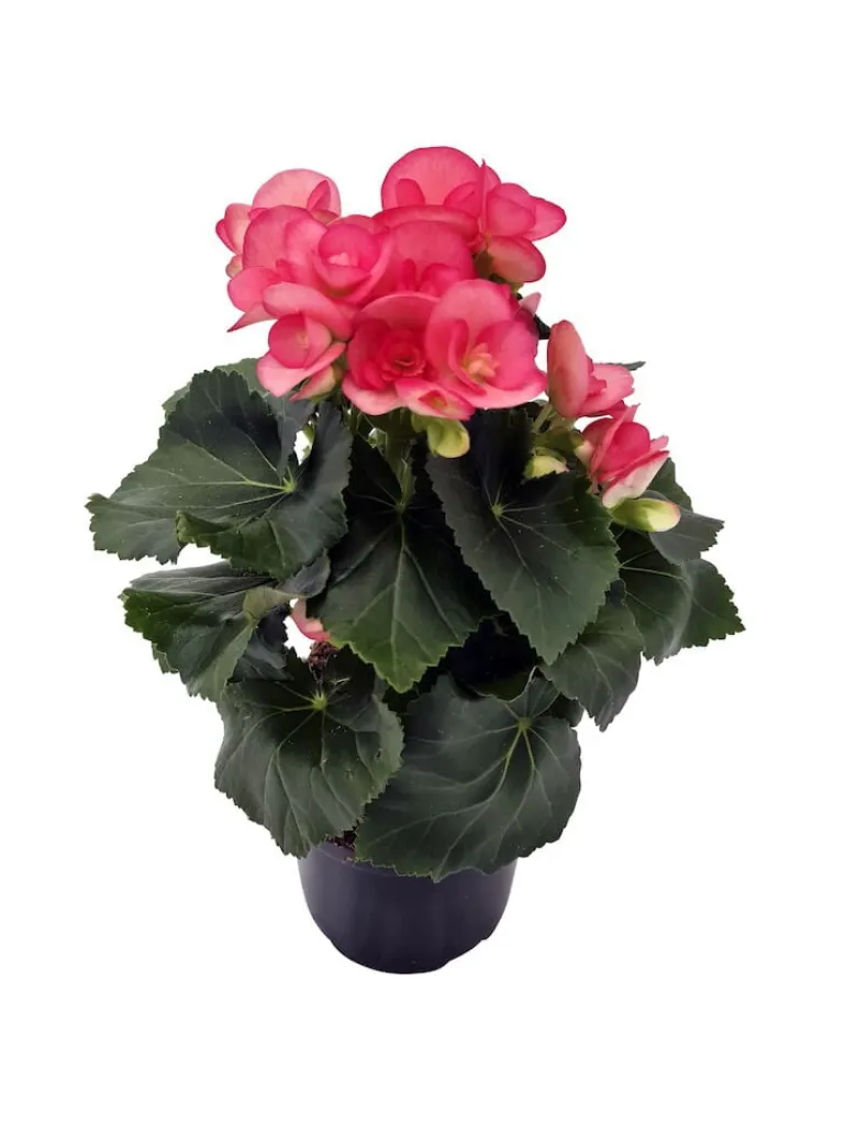 Ruusubegonia