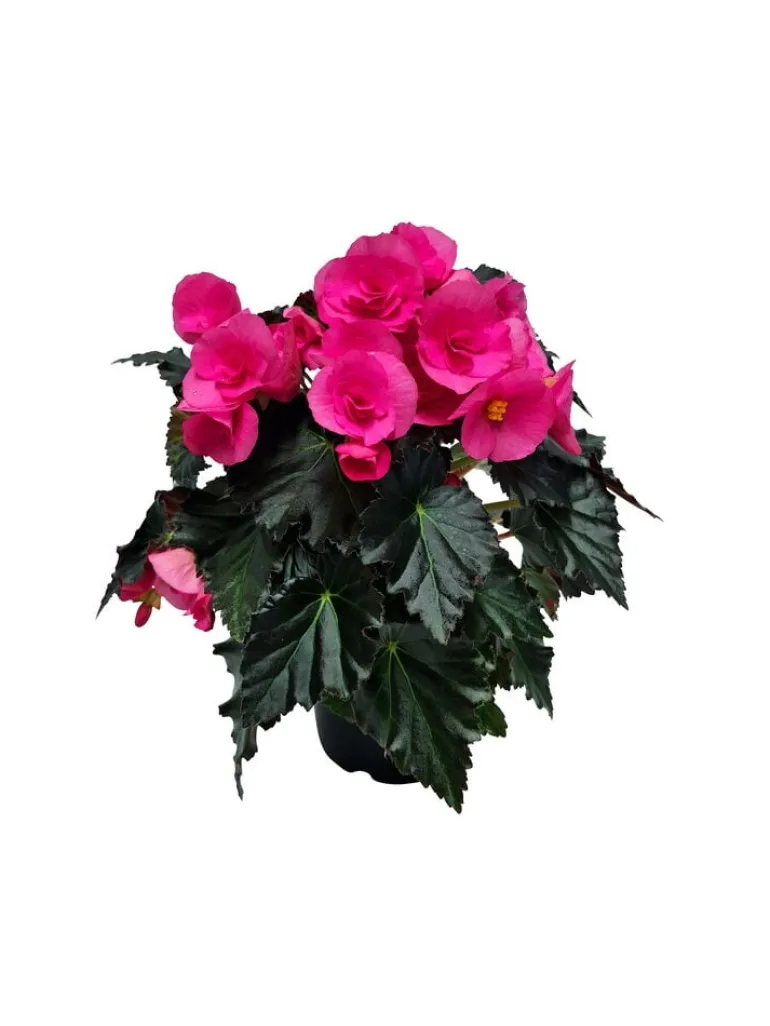 Ruusubegonia
