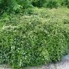 Seppelvarpu