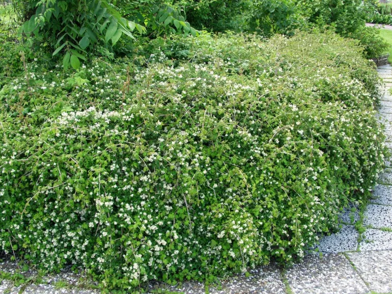 Seppelvarpu
