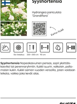 Syyshortensia