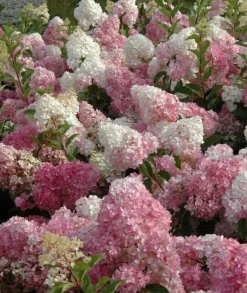 Syyshortensia Vanilla Fraise
