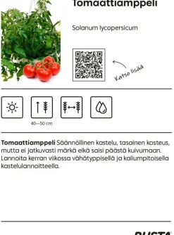 Tomaatti