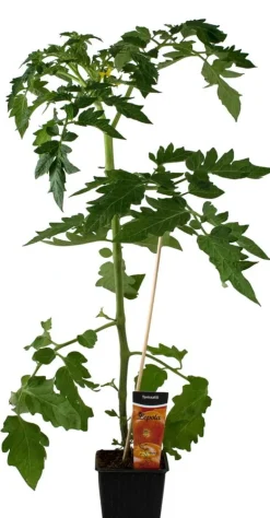 Tomaatti
