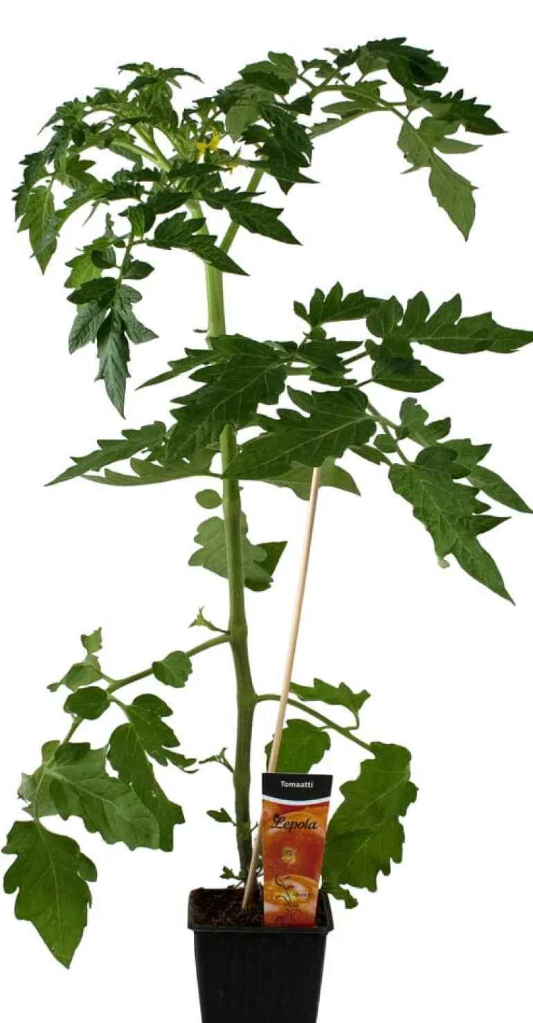 Tomaatti