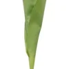 Tulppaani
