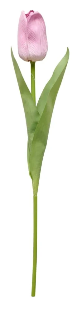 Tulppaani