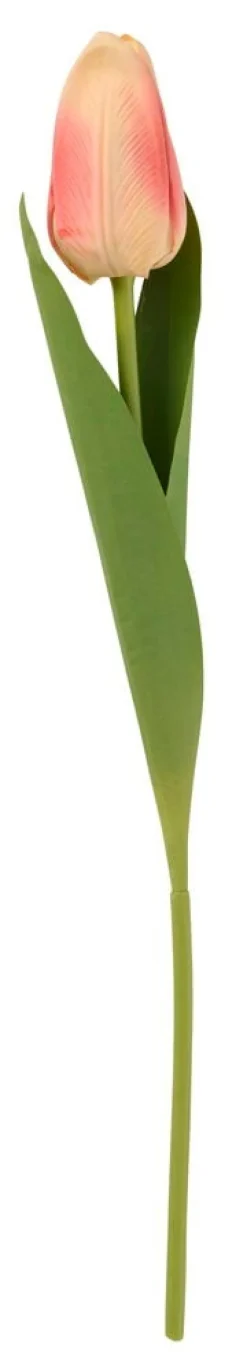 Tulppaani