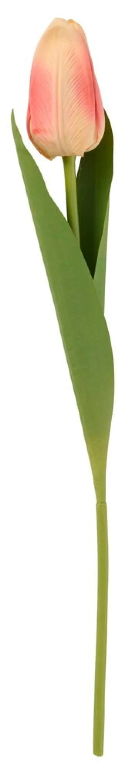 Tulppaani