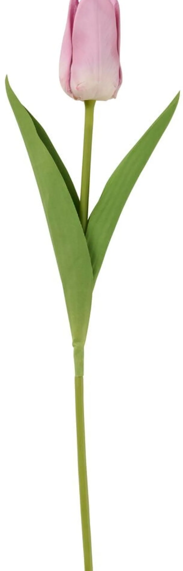 Tulppaani