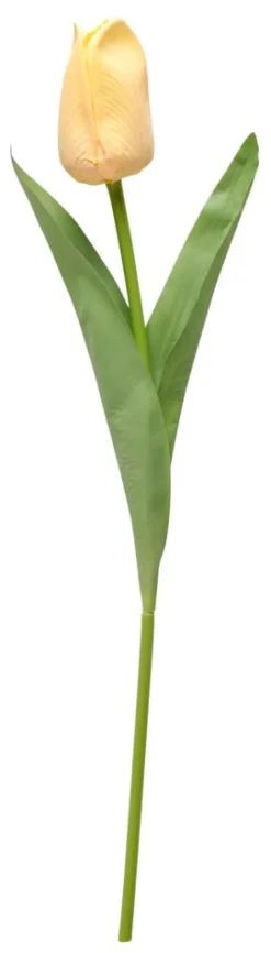 Tulppaani