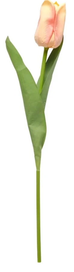 Tulppaani