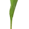 Tulppaani